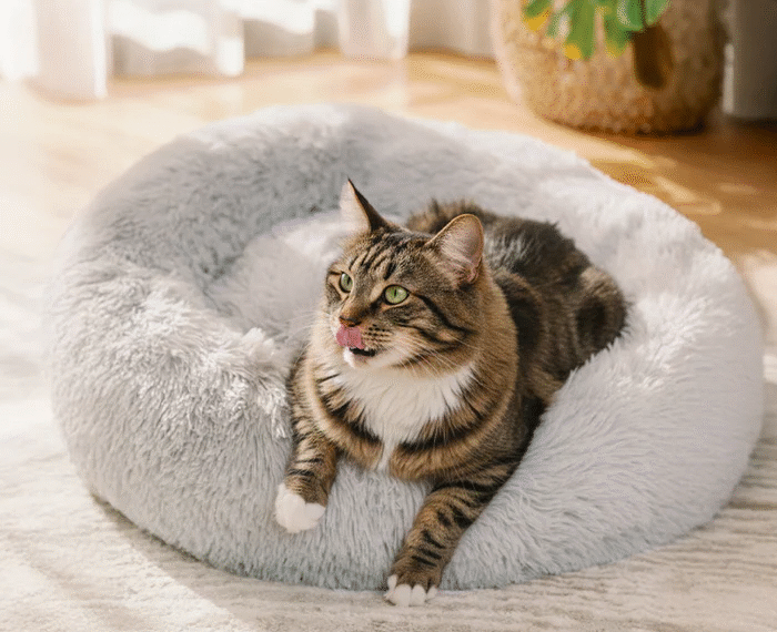 Best Calming Bed for Cats: Create a Cozy and Stress Free Space for Your Feline Friend